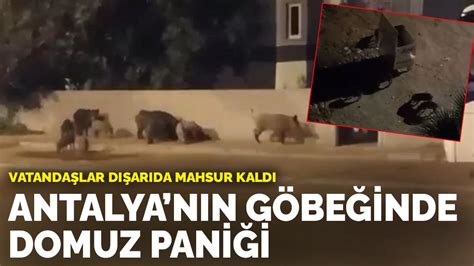 A­n­t­a­l­y­a­’­n­ı­n­ ­g­ö­b­e­ğ­i­n­d­e­ ­d­o­m­u­z­ ­p­a­n­i­ğ­i­:­ ­V­a­t­a­n­d­a­ş­l­a­r­ ­d­ı­ş­a­r­ı­d­a­ ­m­a­h­s­u­r­ ­k­a­l­d­ı­